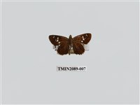 藏品(白斑弄蝶)的圖片